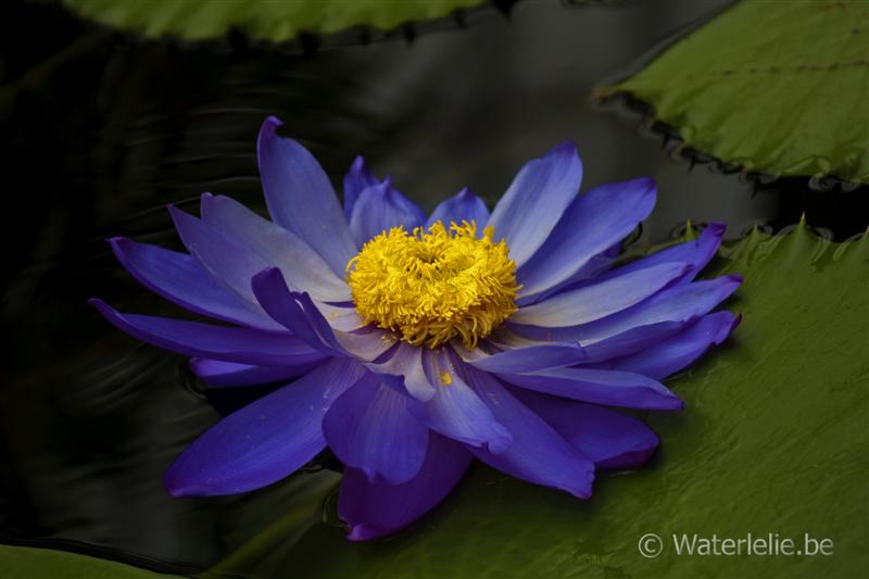 'Kew's Stowaway Blues'